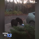 Illustration for article titled Bears Open Unlocked Car Doors, Eat 49 Bars of Chocolate